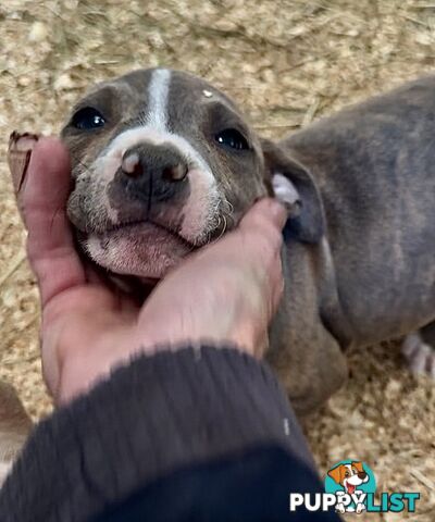 American Staffordshire MALE pup