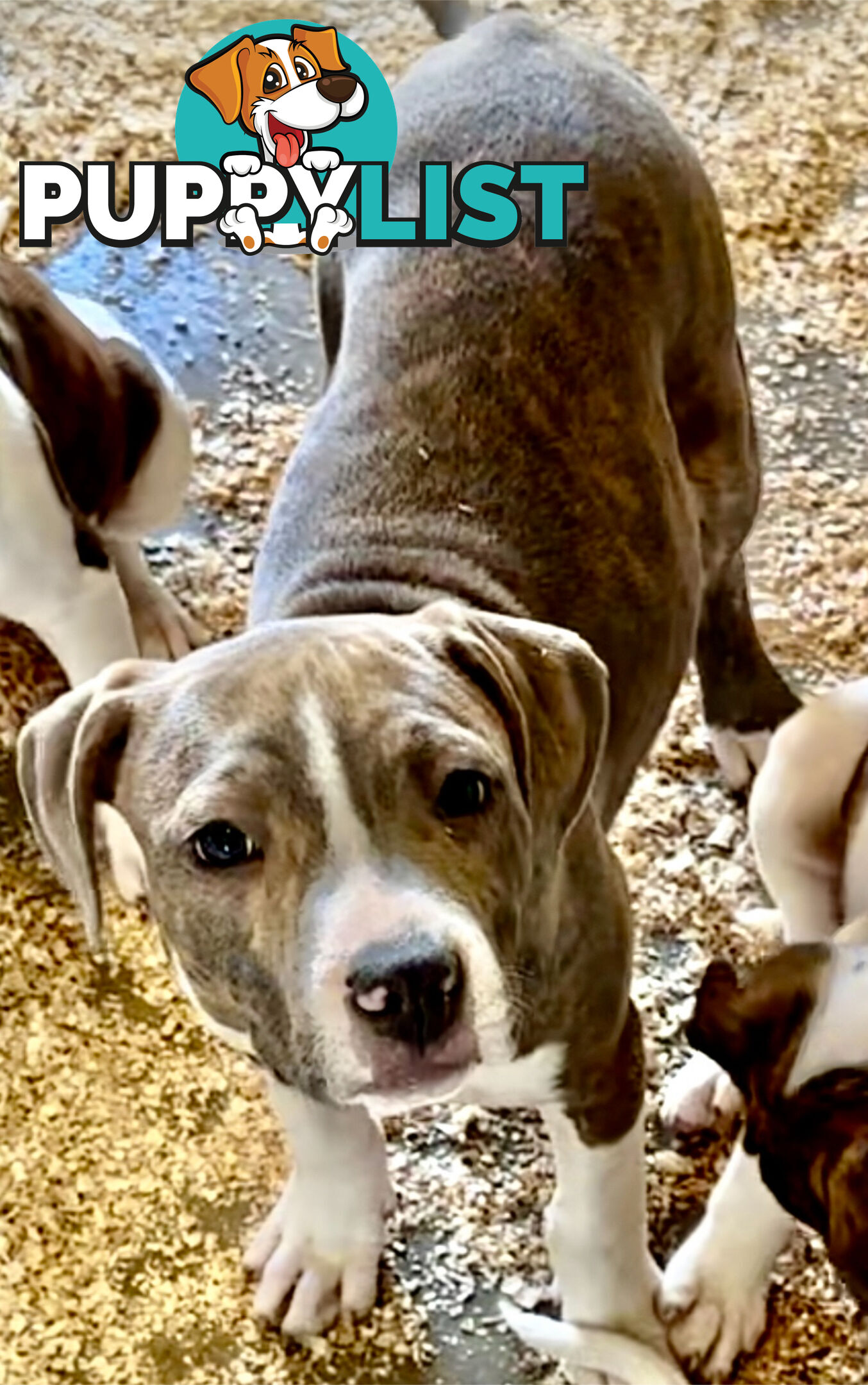 American Staffordshire MALE pup