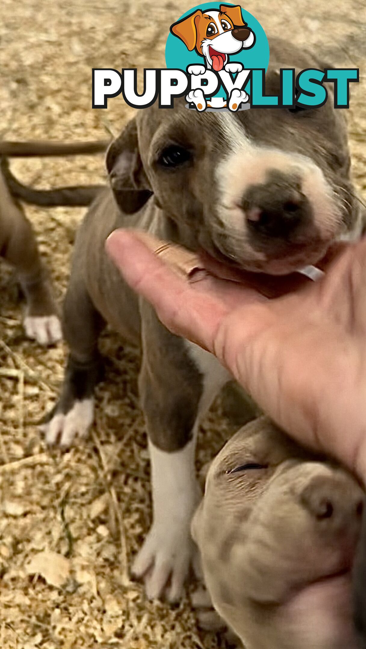 American Staffordshire MALE pup