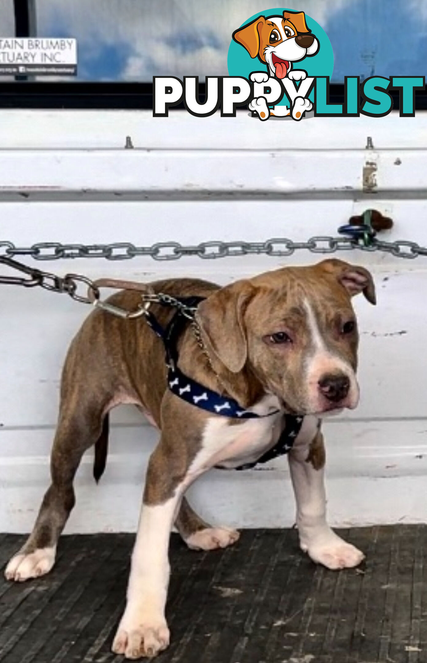 American Staffordshire MALE pup