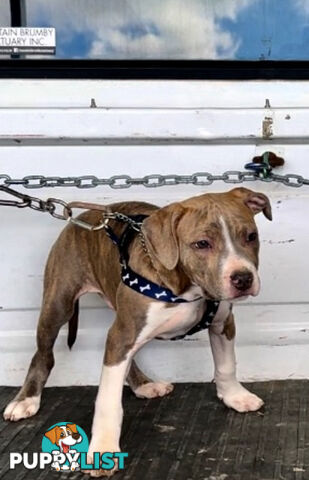 American Staffordshire MALE pup