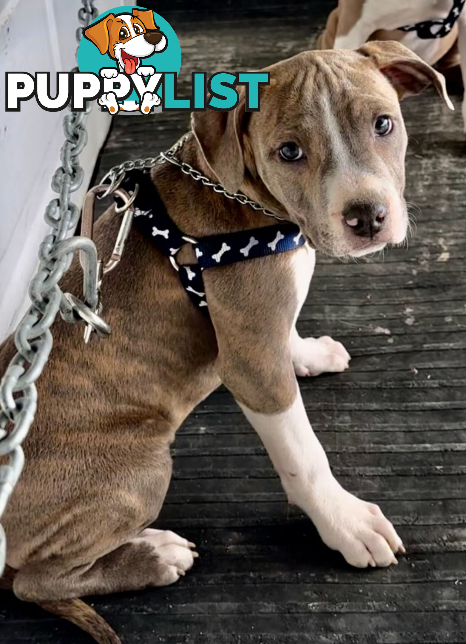 American Staffordshire MALE pup