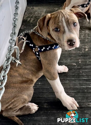 American Staffordshire MALE pup