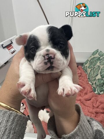 FRENCH BULLDOG PUPPIES