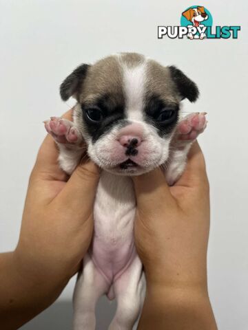 FRENCH BULLDOG PUPPIES