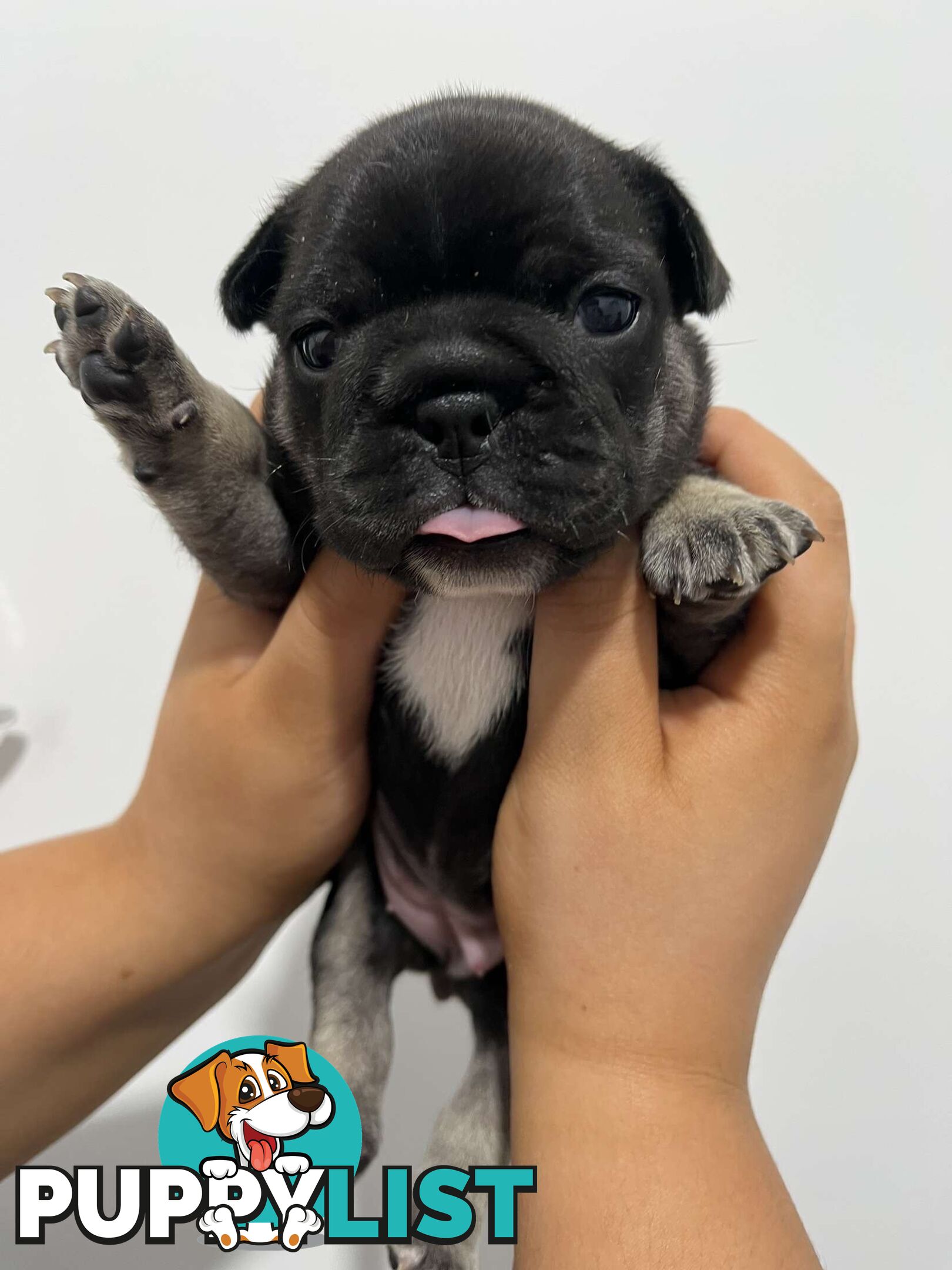 FRENCH BULLDOG PUPPIES