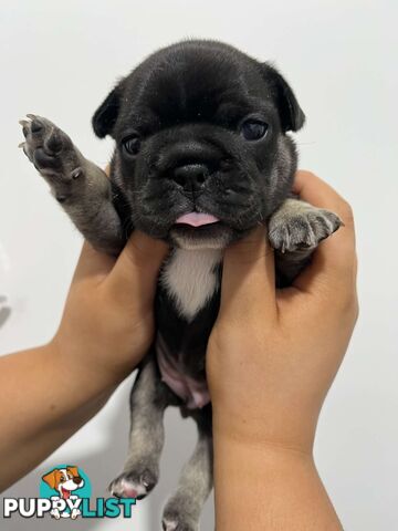 FRENCH BULLDOG PUPPIES