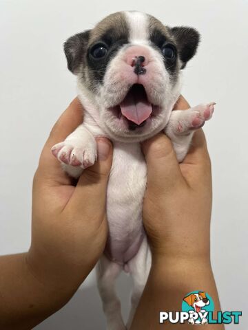 FRENCH BULLDOG PUPPIES