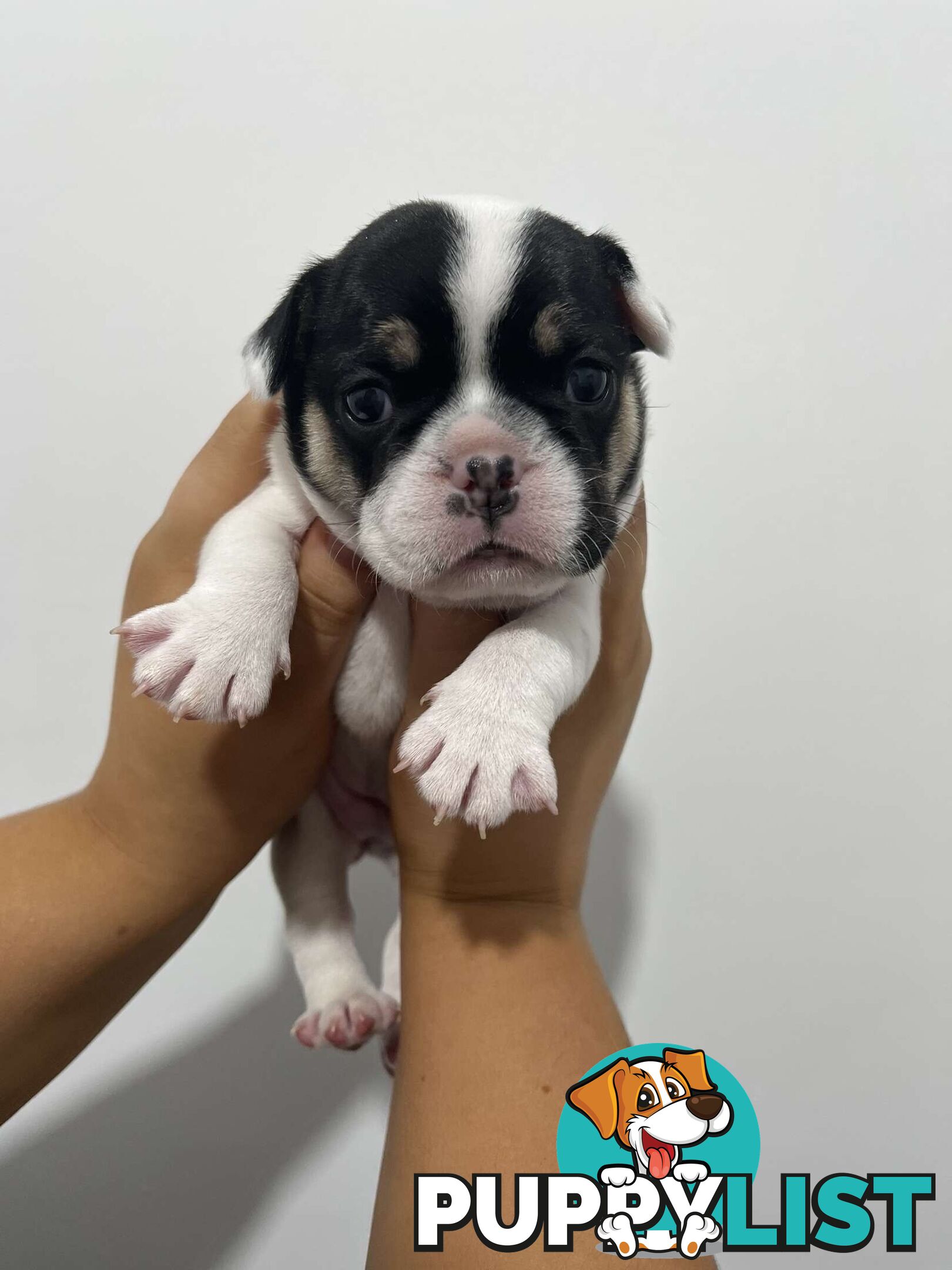 FRENCH BULLDOG PUPPIES