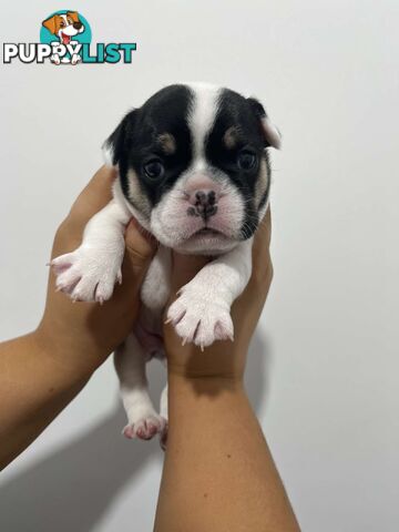 FRENCH BULLDOG PUPPIES