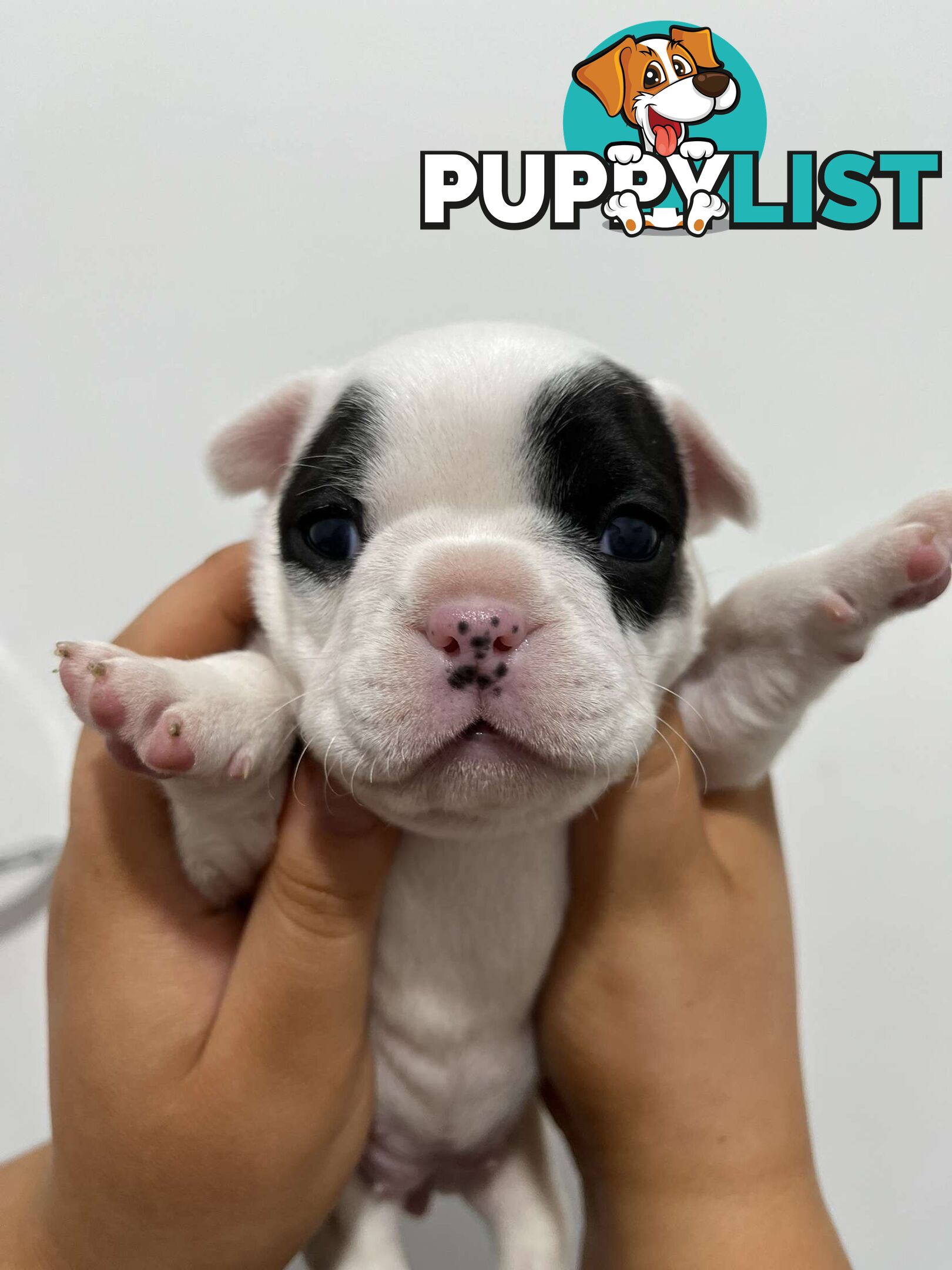 FRENCH BULLDOG PUPPIES