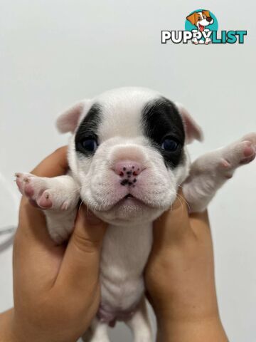 FRENCH BULLDOG PUPPIES