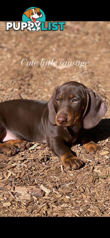 Miniature Dachshund puppy