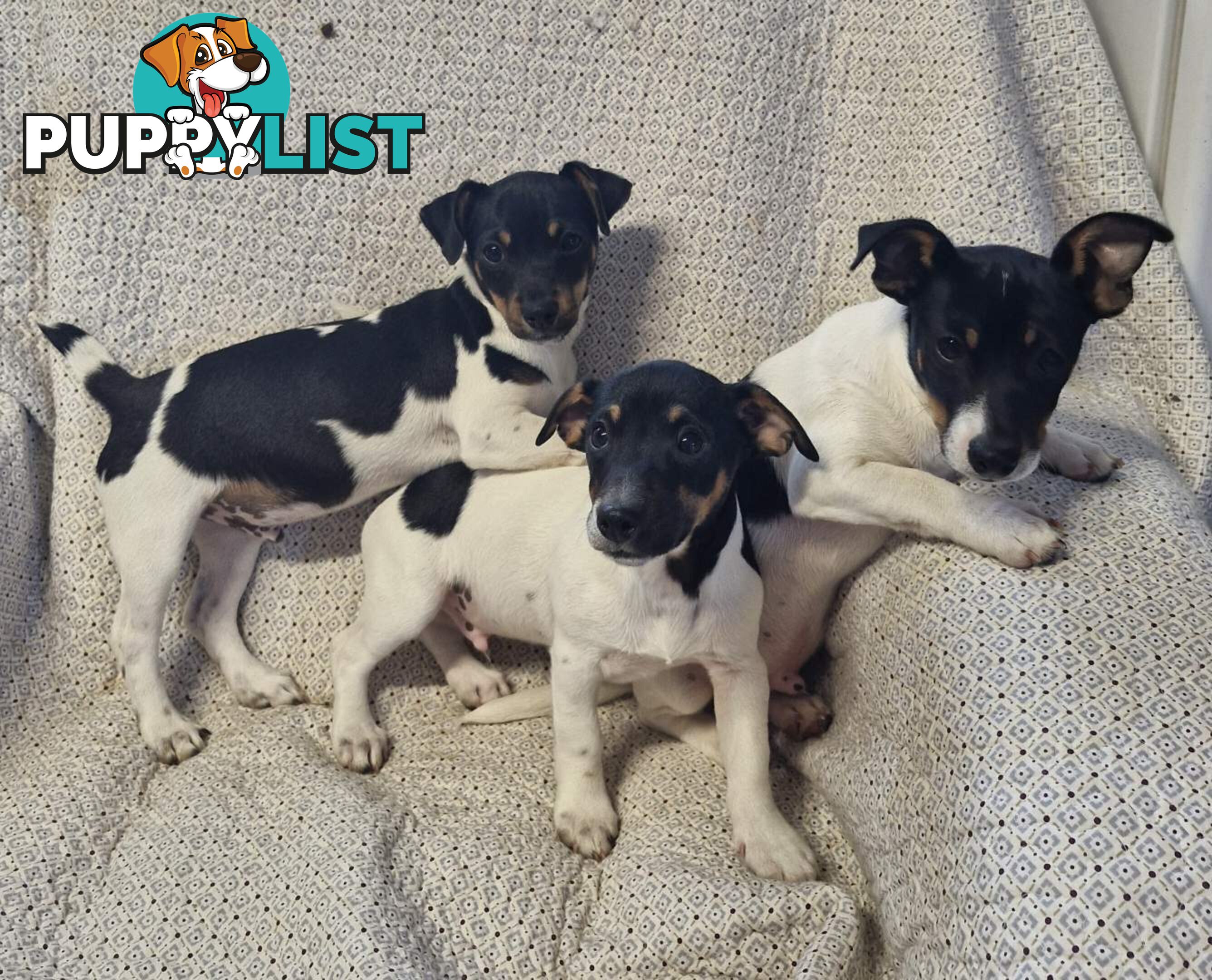 Mini Fox terriers pups