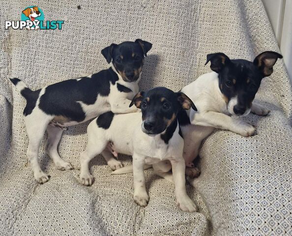 Mini Fox terriers pups