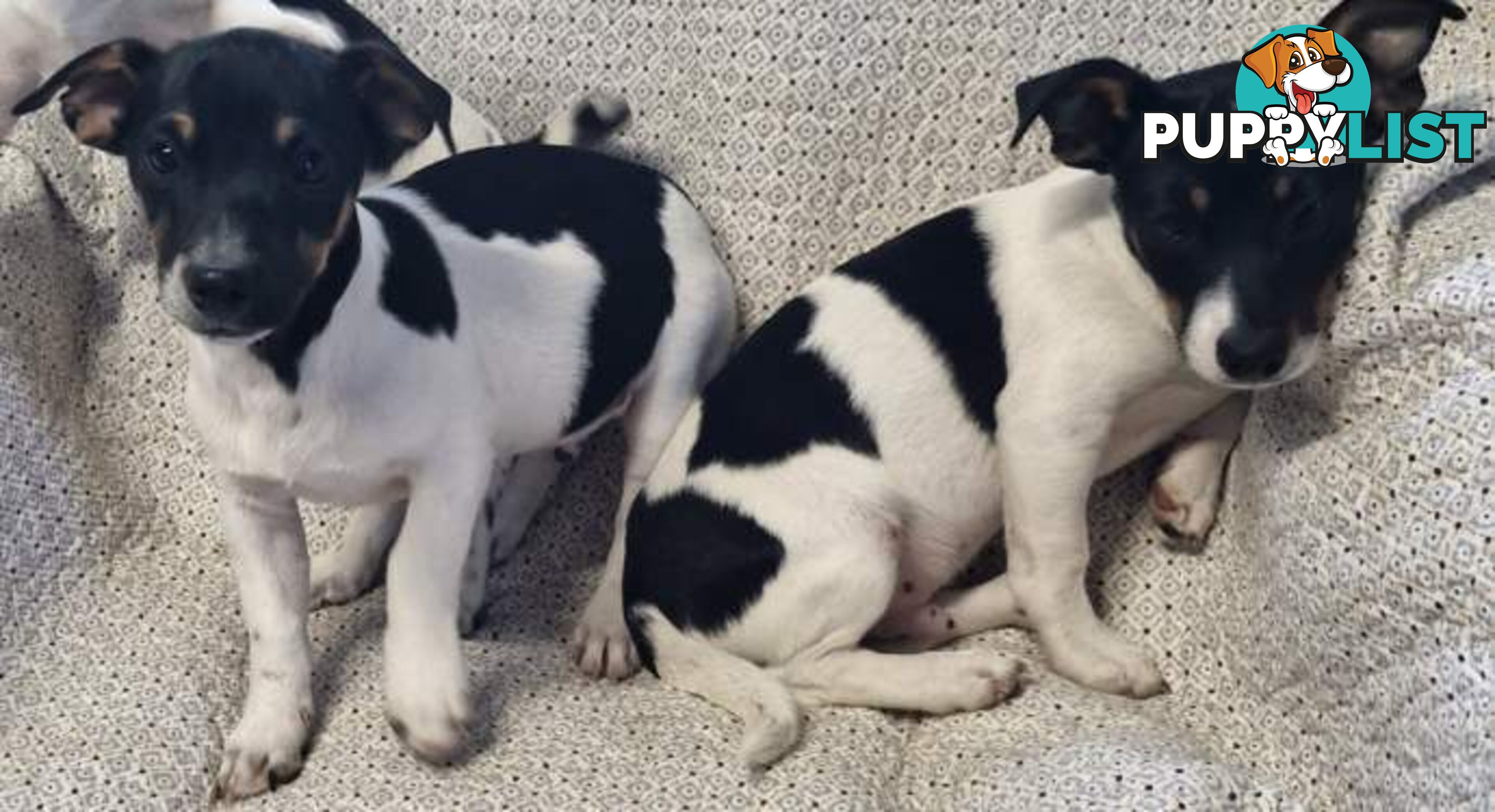 Mini Fox terriers pups