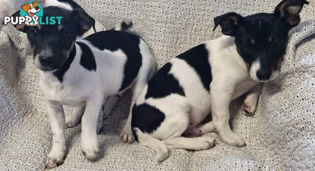Mini Fox terriers pups