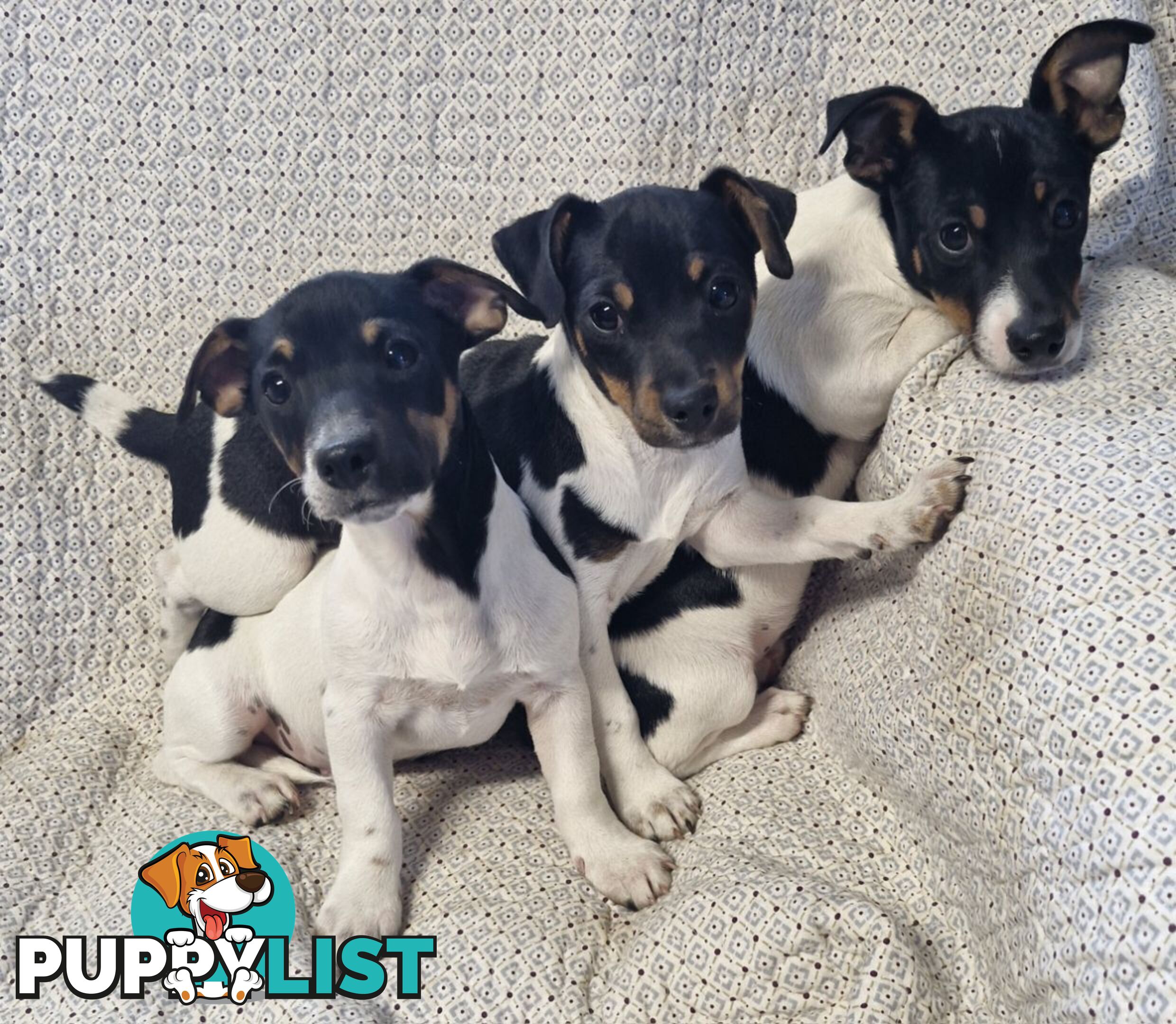 Mini Fox terriers pups