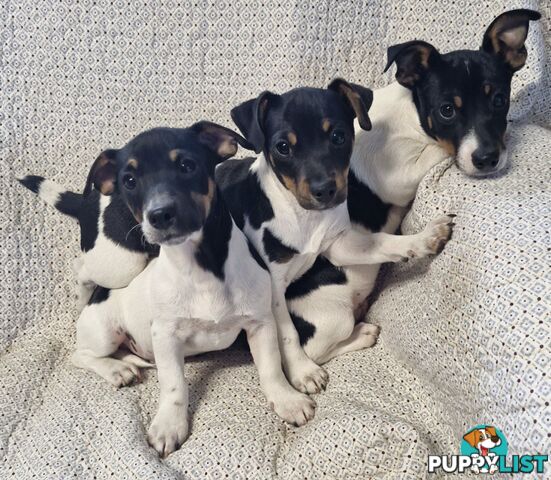 Mini Fox terriers pups