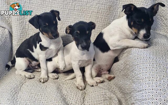 Mini Fox terriers pups