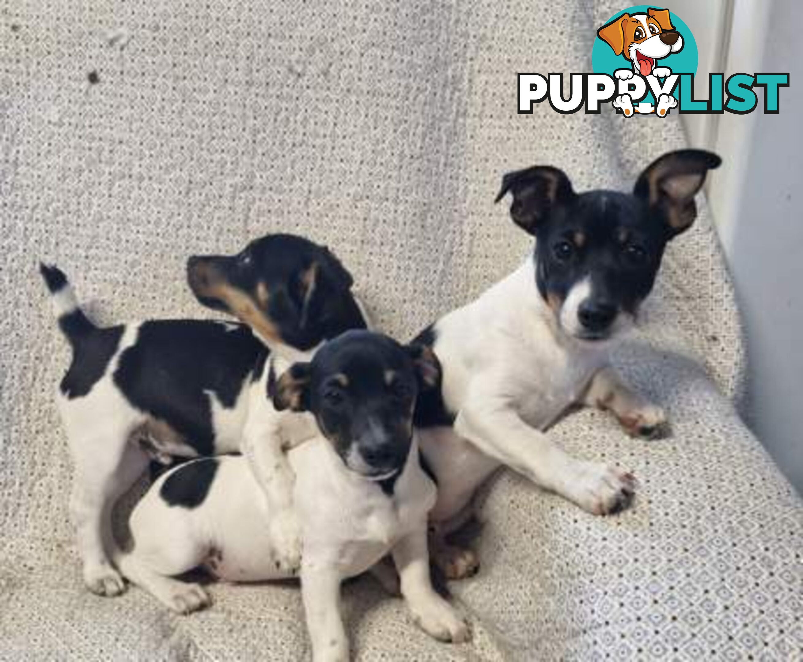 Mini Fox terriers pups