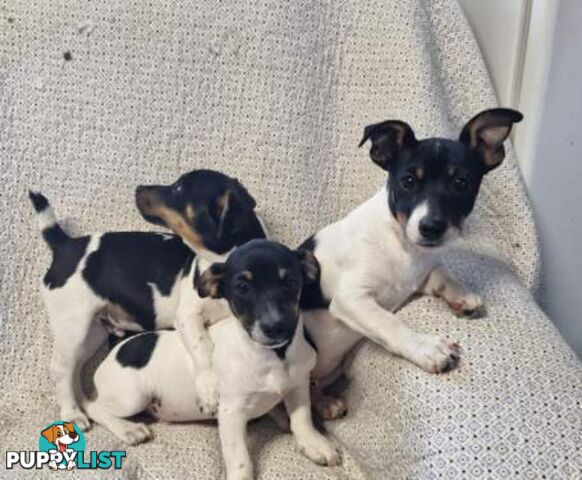 Mini Fox terriers pups