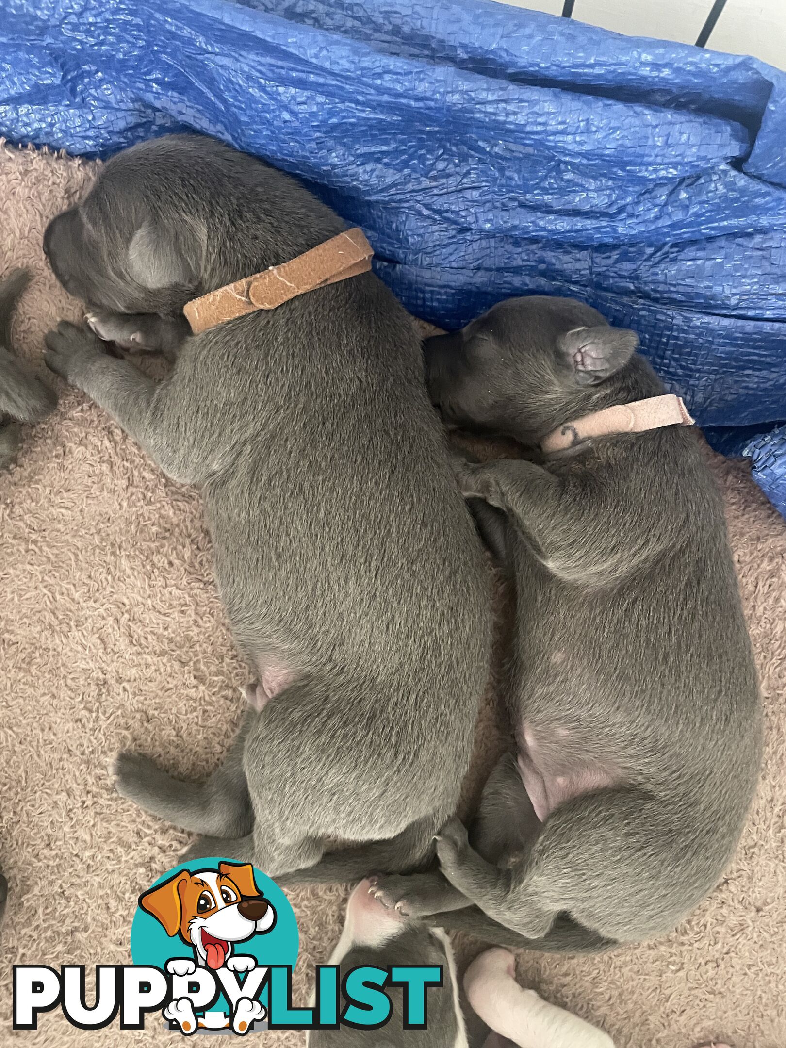 Pure bred whippet pups - follow on instagram