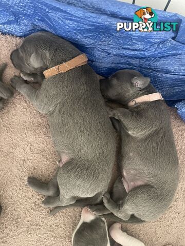 Pure bred whippet pups - follow on instagram