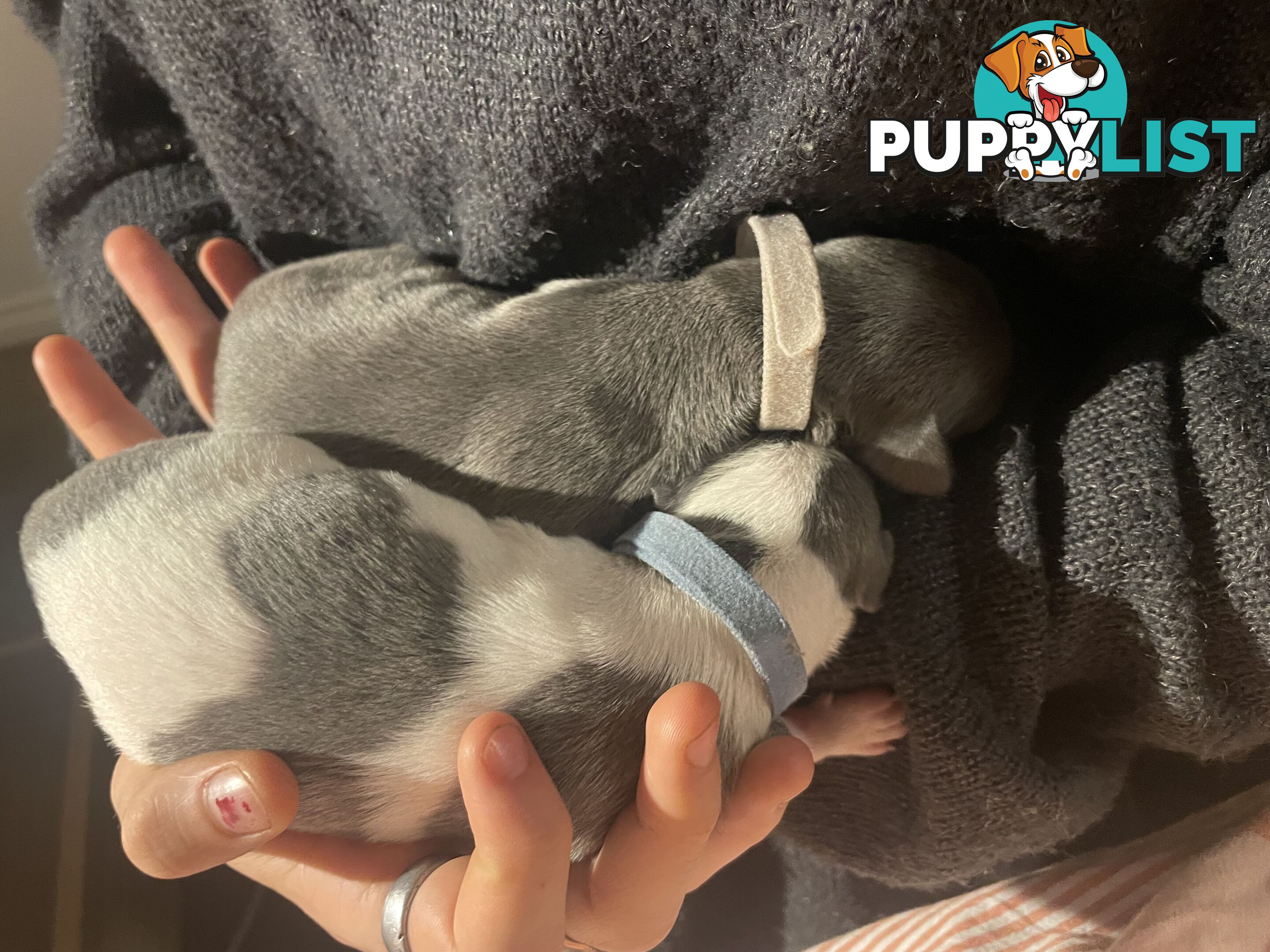 Pure bred whippet pups - follow on instagram