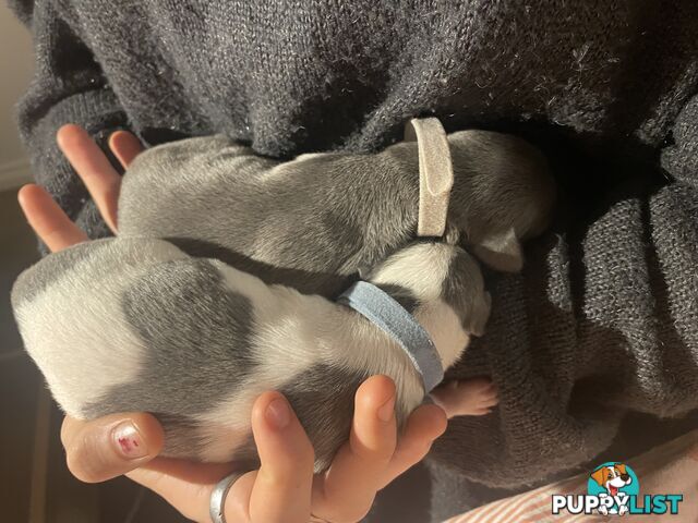 Pure bred whippet pups - follow on instagram