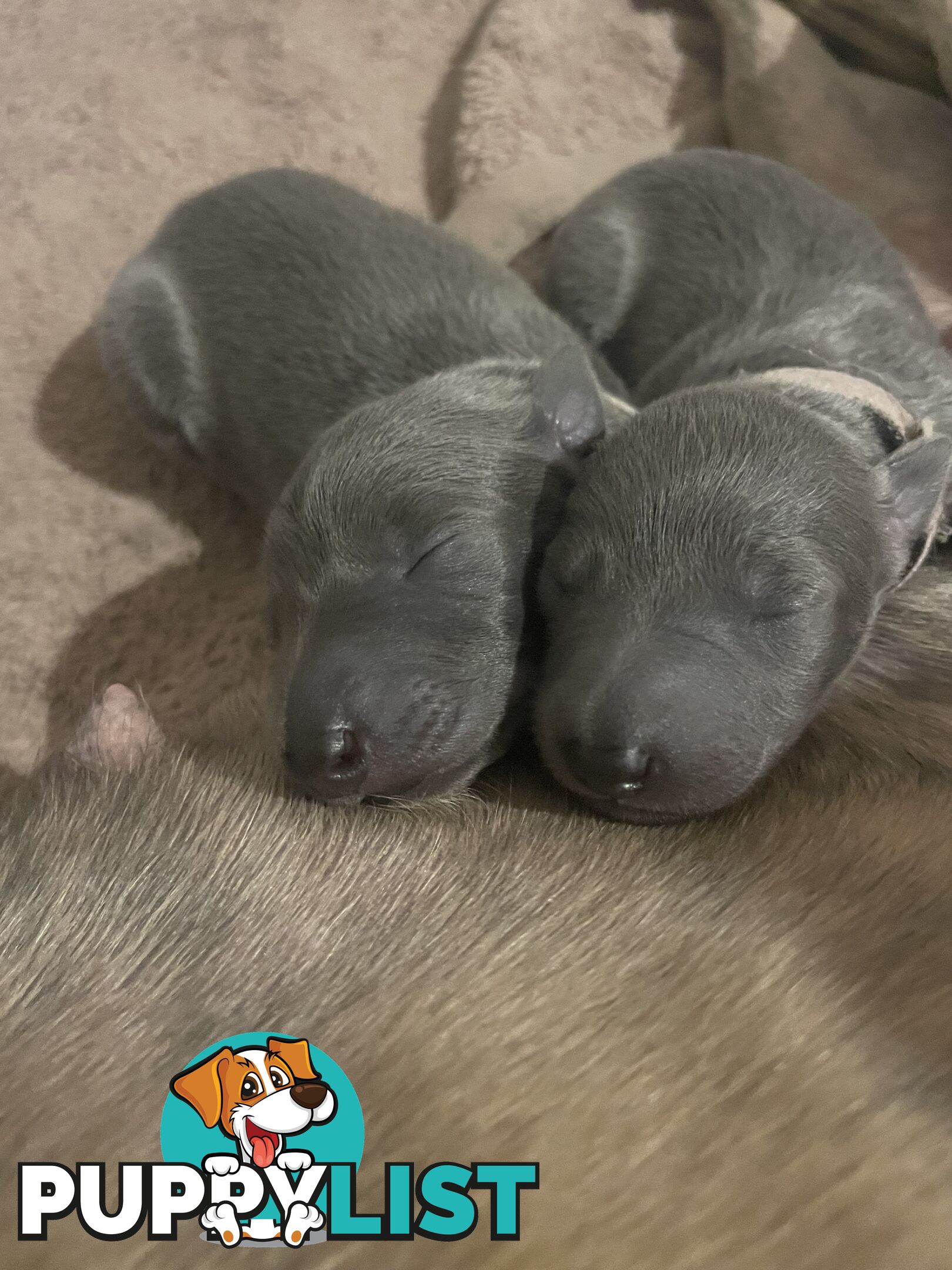 Pure bred whippet pups - follow on instagram