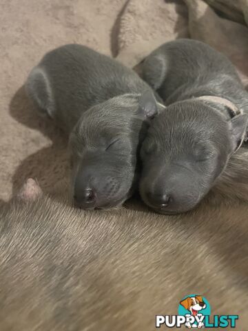 Pure bred whippet pups - follow on instagram