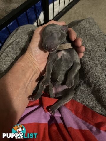 Pure bred whippet pups - follow on instagram