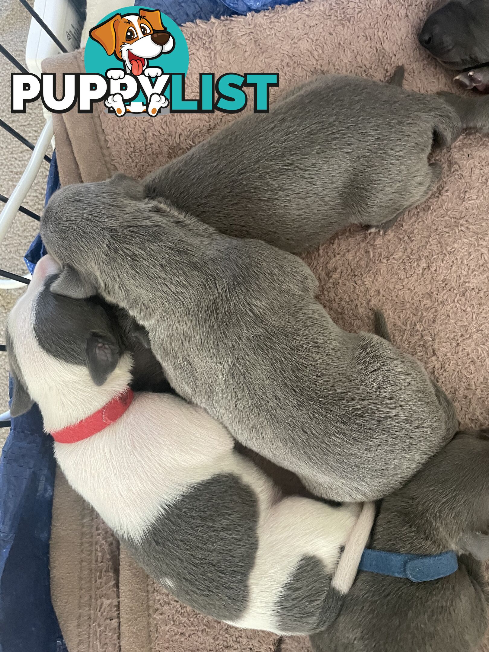 Pure bred whippet pups - follow on instagram