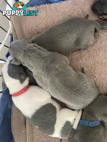 Pure bred whippet pups - follow on instagram