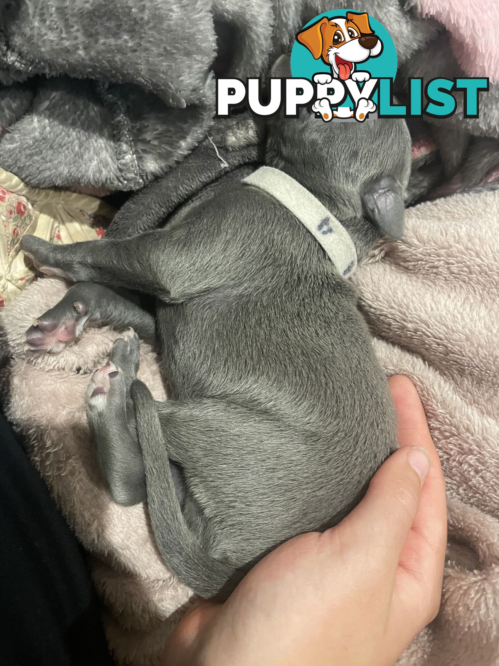 Pure bred whippet pups - follow on instagram