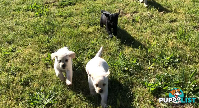 Labrador Puppies