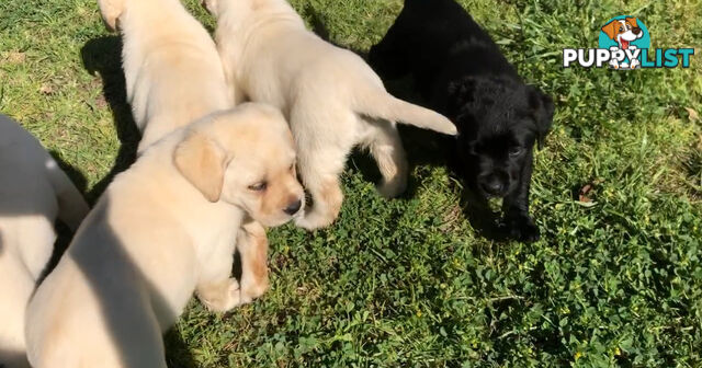 Labrador Puppies