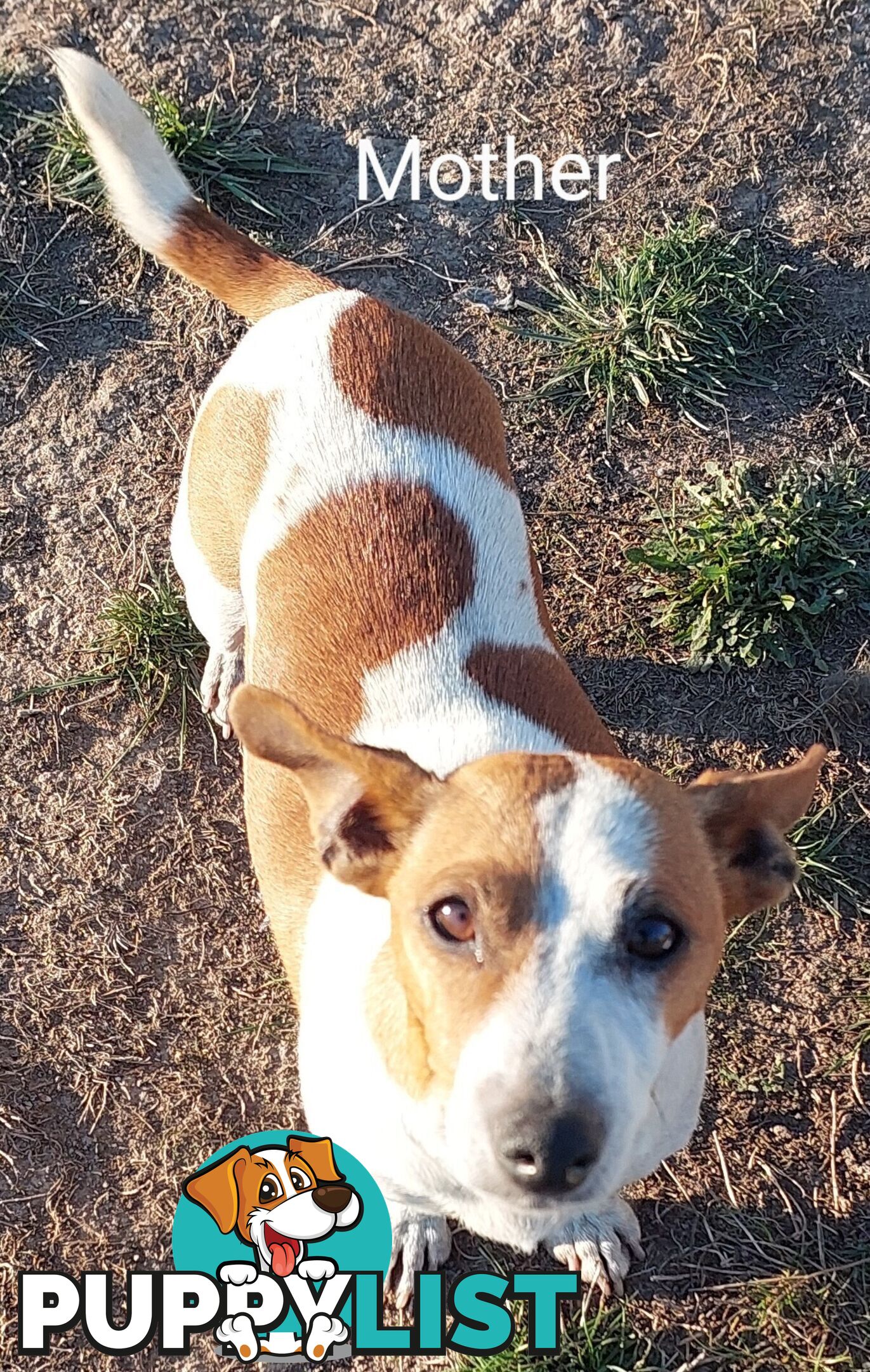 Jack Russell puppies