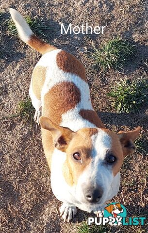 Jack Russell puppies