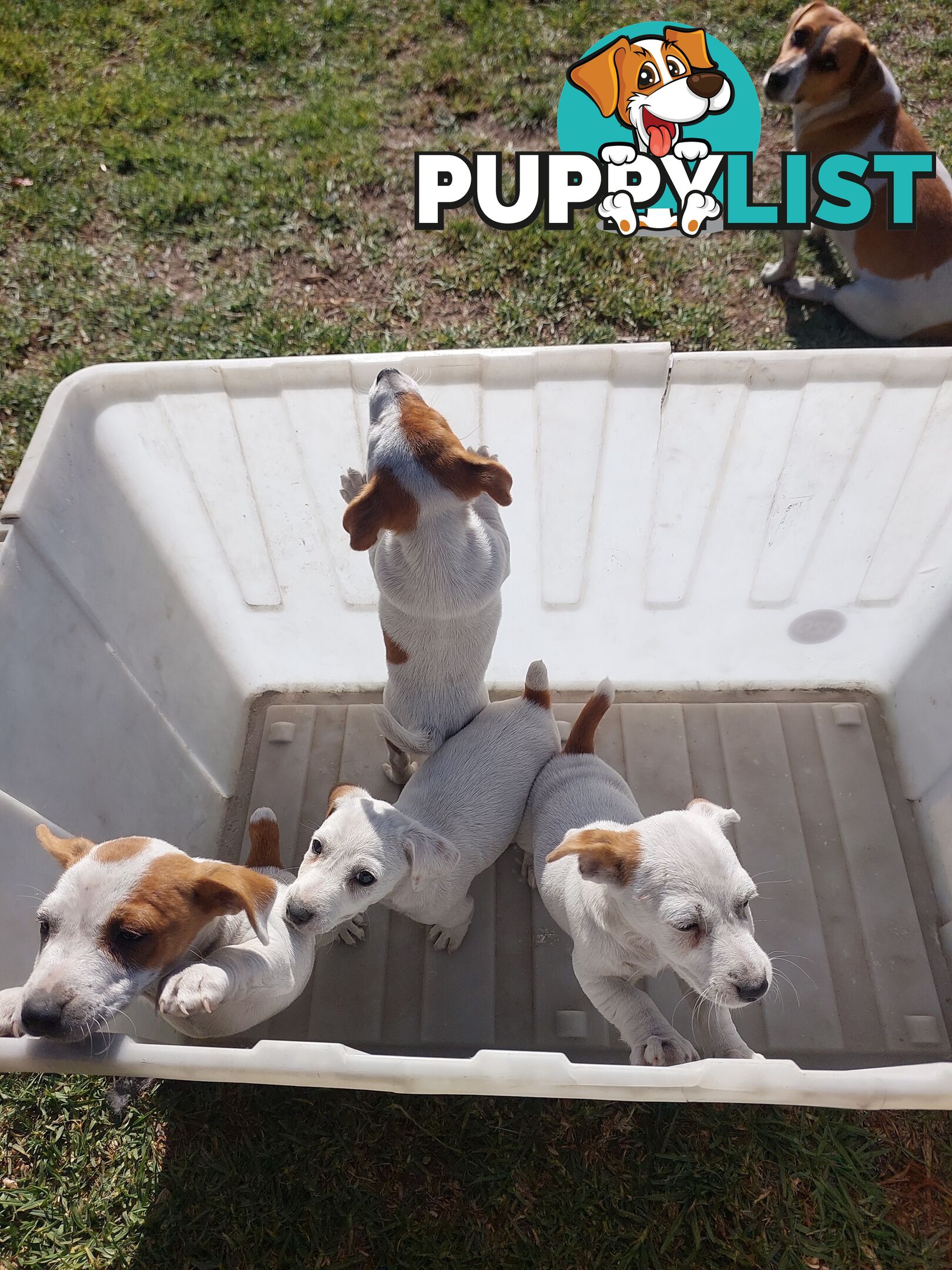 Jack Russell puppies