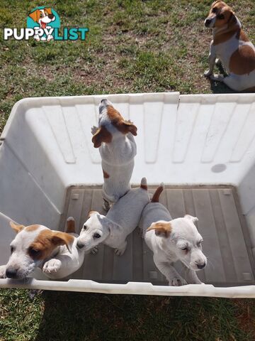 Jack Russell puppies