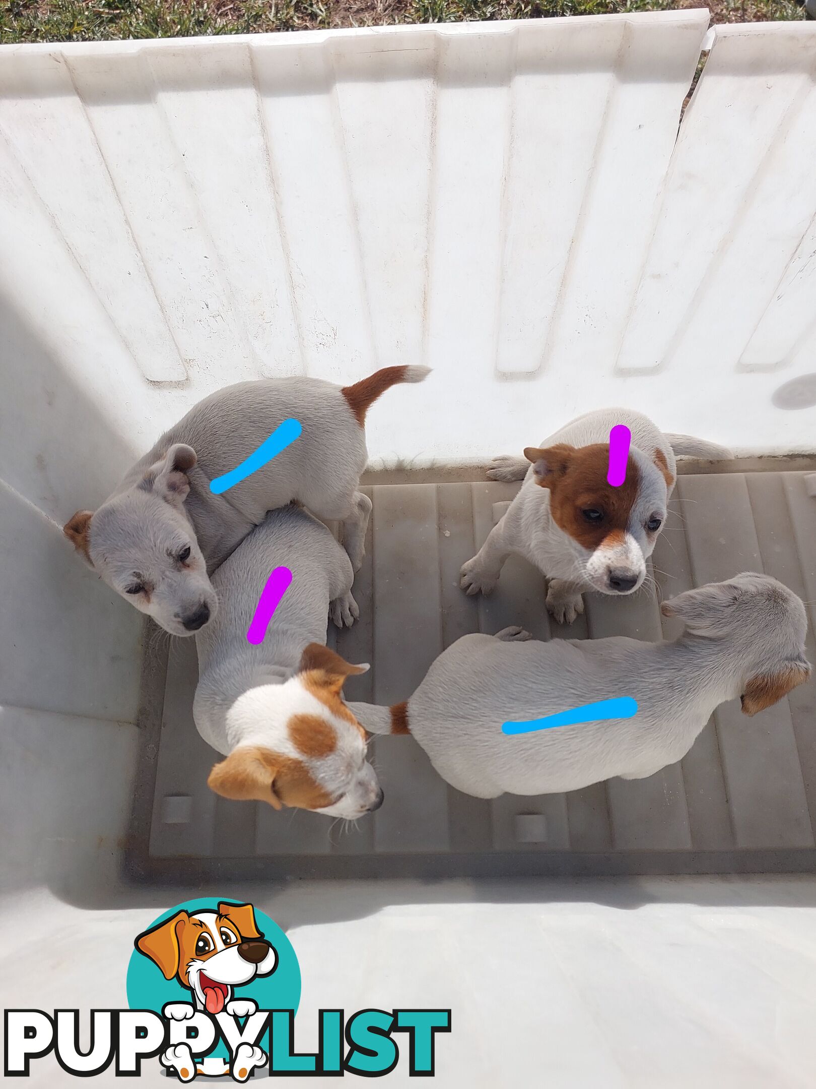 Jack Russell puppies
