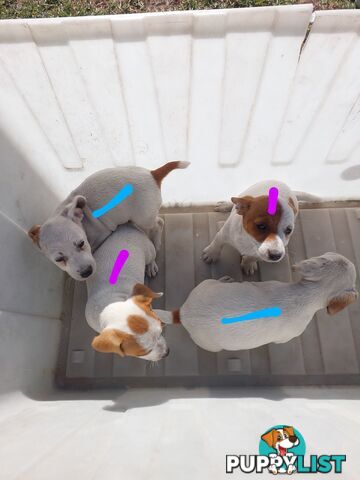 Jack Russell puppies