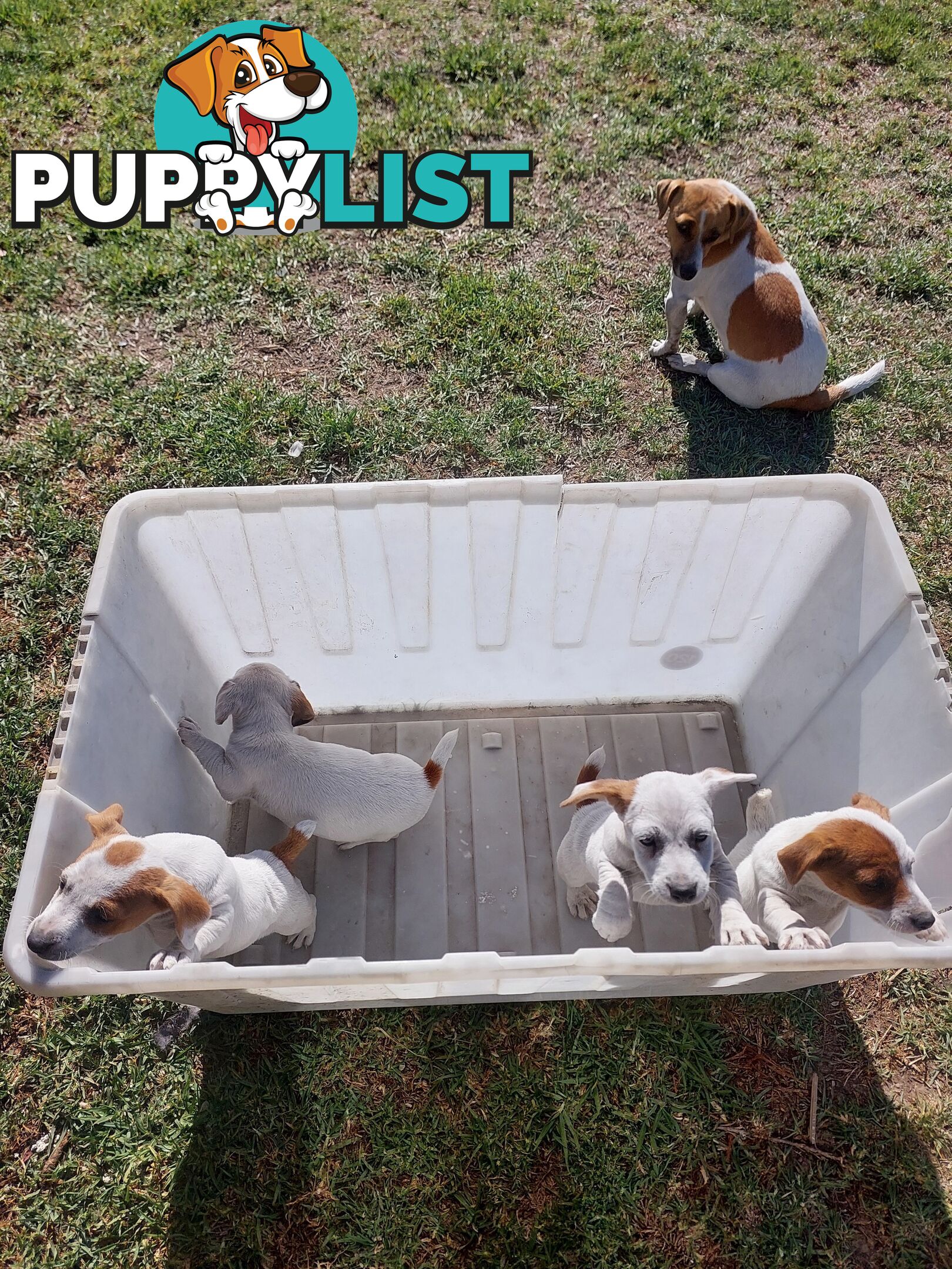 Jack Russell puppies
