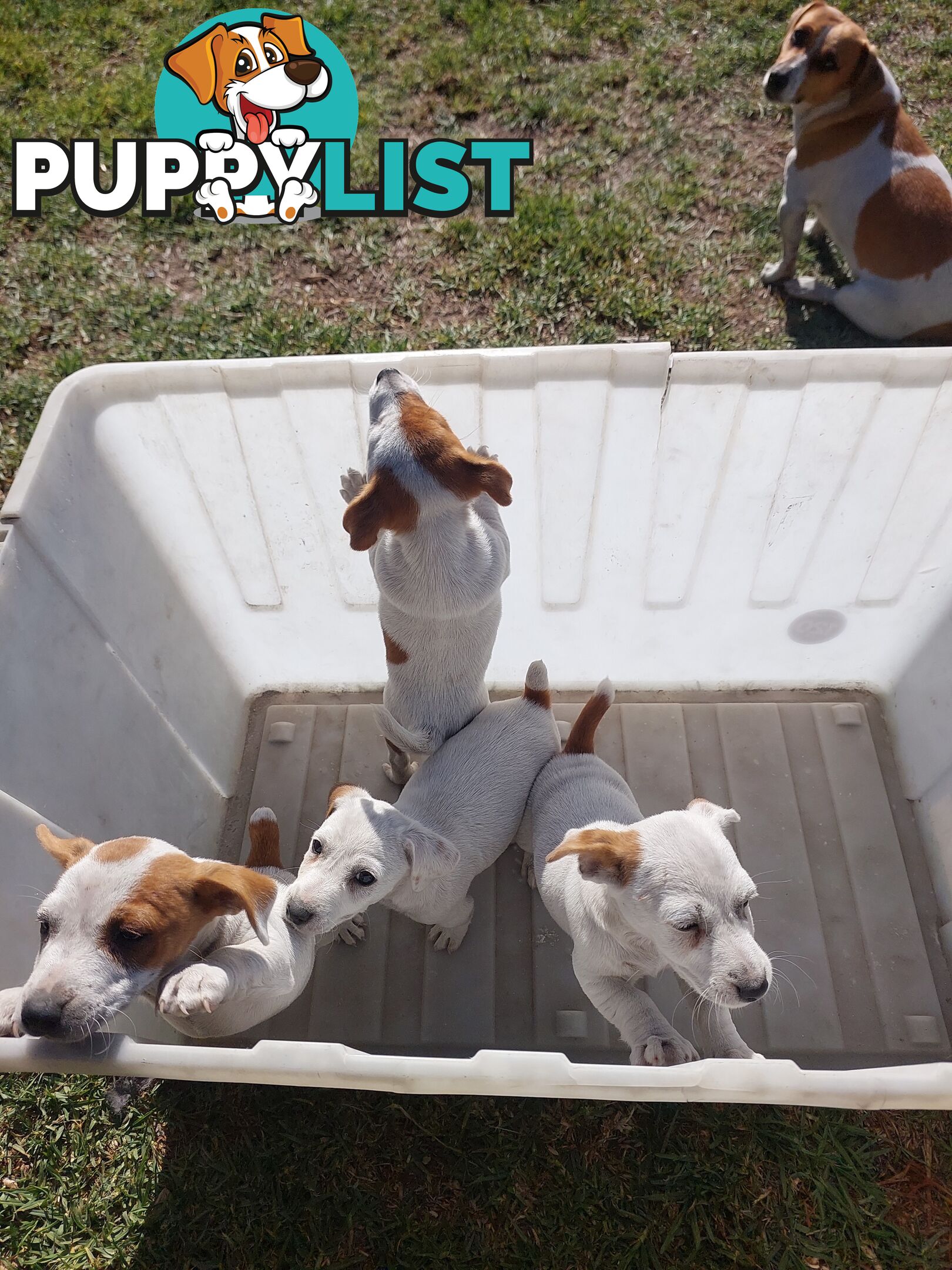 Jack Russell puppies