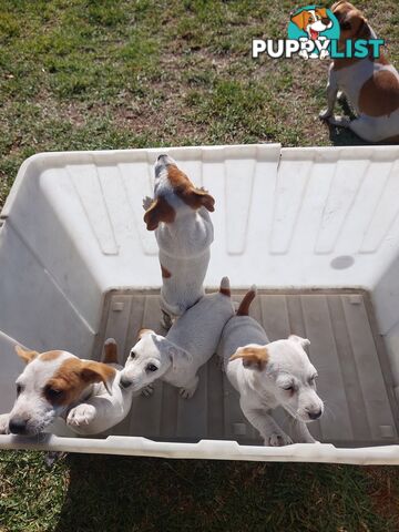 Jack Russell puppies