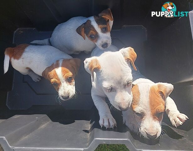 Jack Russell puppies