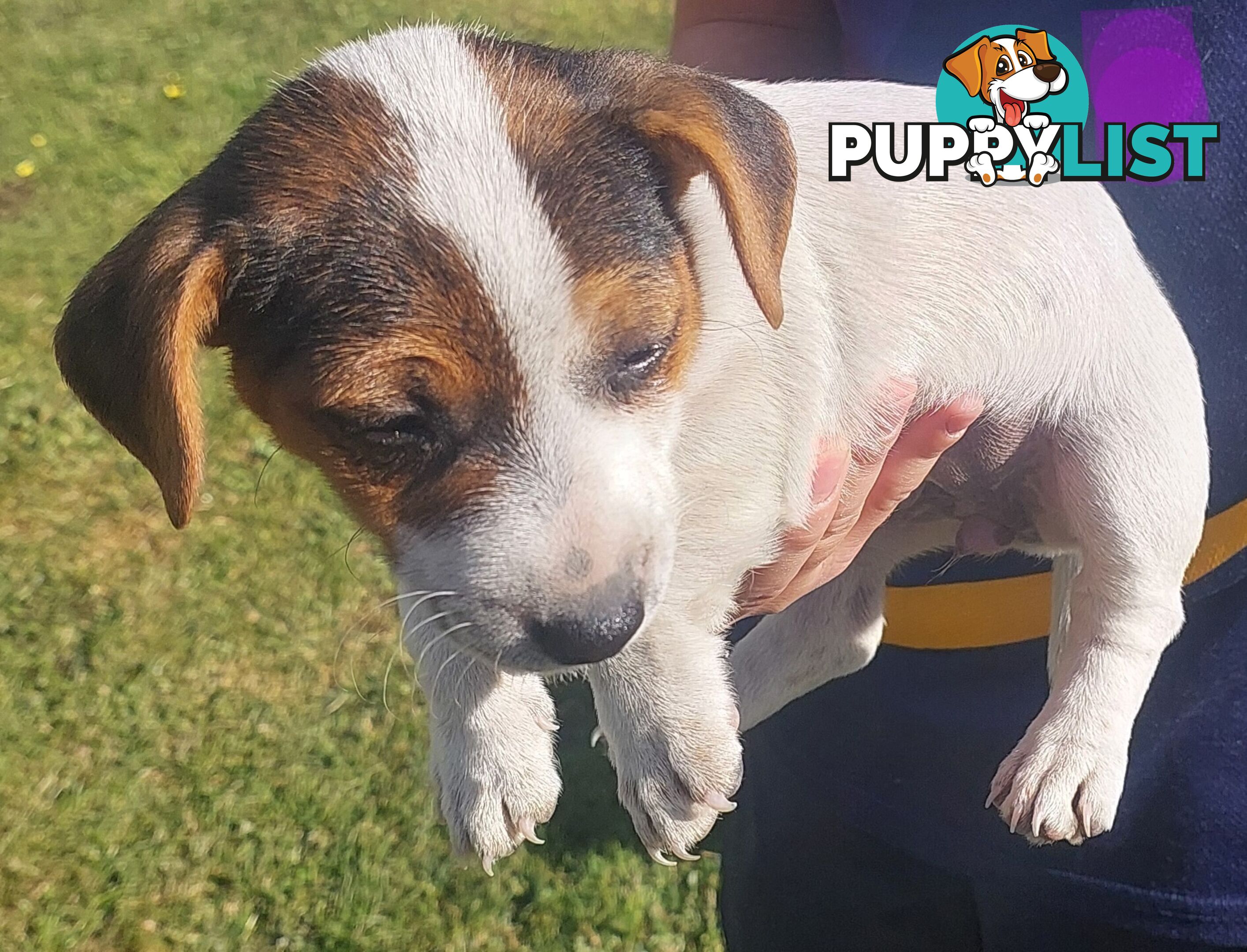 Jack Russell puppy