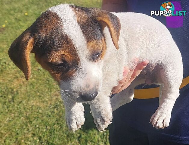 Jack Russell puppy